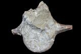 Triassic Fossil Phytosaur Vertebra - Texas #129352-1
